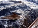 We were greeting by dolphins every morning while in transit.