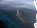 Greeted by a dolphin on our entry to the Dry Tortugas