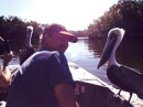friendly brown pelican on bow of air-boat