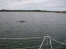 I finally caught a dolphin on film!