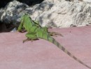 Curious iguana