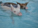 Look at the pigs swimming!