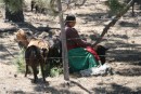 shepard girl tending goats