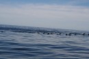 Just a speck of the line of dolphins we ran into commotion with