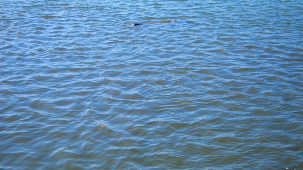 Manatee - We are seeing lots of these. But they are hard to spot