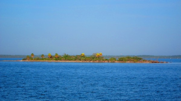 Island with migratory birds. 