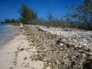 Conch shell graveyard. This is the most conch shells I