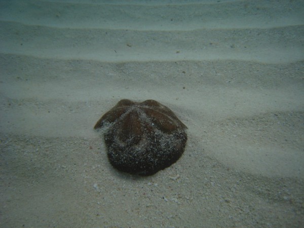 Sea biscuit underwater. No Name Cay. Abaco, Bahamas 2-22-12