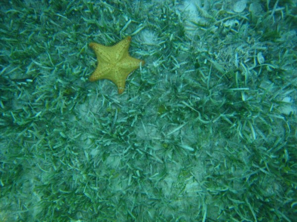 This yellow sea star was neat the orange one too