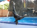 IMG_0515: seals do acrobatics at the Mazatlan aquarium