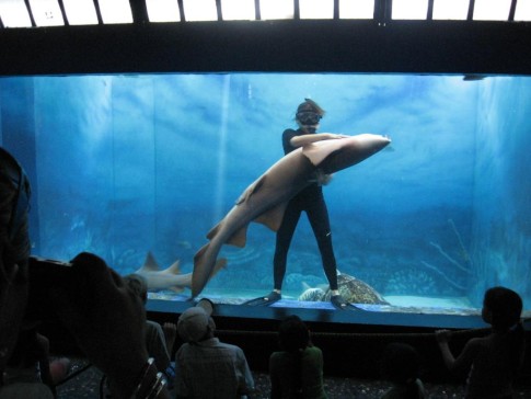 IMG_0510: diver handles a shark, Mazatlan aquarium
