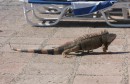 IMG_0274: an iguana strolls by the pool