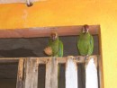 parrots at Barra