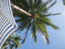 palm tree, Barra