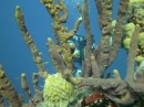 Korallen wohin man schaut