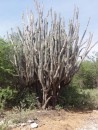 Kaktuse im Nationalpark