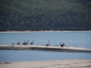 Pelicans on the sand bar