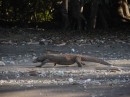 Komodo dragon (but not the one that chased us) walking with plastic garbage along the beach. 