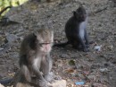 North Lombok monkeys