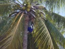 Free climbing for coconuts, not so easy to catch though