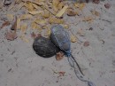 Coconut float on rock 