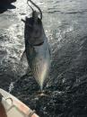 First Bluefin Tuna catch!