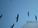 Frigate birds escort Macha to Isla Isabela