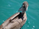 A Brown Pelican circles our boat