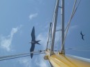 A Magnificent Frigate Bird soars above Macha