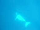 A juvenile female humpback relaxing underwater