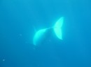 A juvenile female humpback relaxing underwater