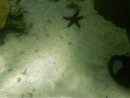 star fish on reef.