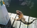 A local friend sitting on the dock to greet us.