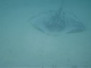 Stingray on reef off beach at great Guana.