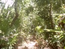 The jungle trail.