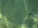Brain Coral and Broadstriped Goby