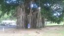 Banyan tree with little Colin