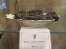 Petrified Spaghetti: This was one of the artifacts recovered after the 1902 volcanic eruption of Mt. Peel