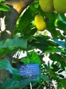 Jackfruit on display at the Botanical Gardens in Road Town
