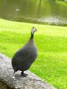 Part of the enchantment of Middleton Place were the animals wandering around, including a passel of guinea hens such as this one, along with peacocks and water buffalo.