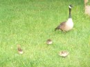 Right next to our boat, early in the morning, we were visited by the mama Canadian goose and her goslings.