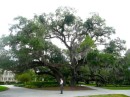 One of the many old live oaks on Jekyll.