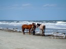more wild horses, just standing next to the surf on Cumberland