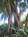 One of the many interesting trees at the Botanical Gardens