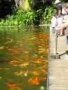 These koi expected to be fed by incoming visitors at the Botanical Gardens