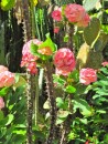 Flowering cactus at the Botanical Gardens