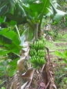 Dominica is known for her produce exports, especially bananas