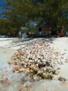 Near the Chat and Chill restaurant on Volleyball Beach is this mound of old conch shells.