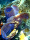 Colorful soft coral inThunderball Grotto