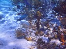 soft coral and visitors